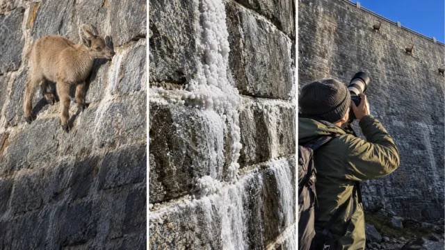 Íbices en un muro casi vertical: por qué las crías llegan donde los machos grandes no