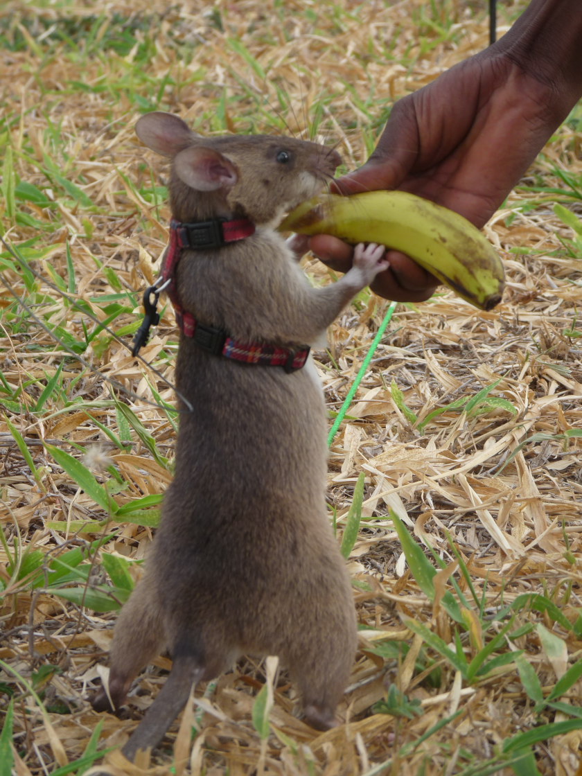 Rata gigante africana de APOPO en el momento de recibir su recompensa