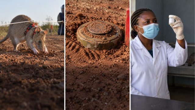 Encontró 109 minas caminando encima de ellas: las ratas gigantes que también huelen tuberculosis