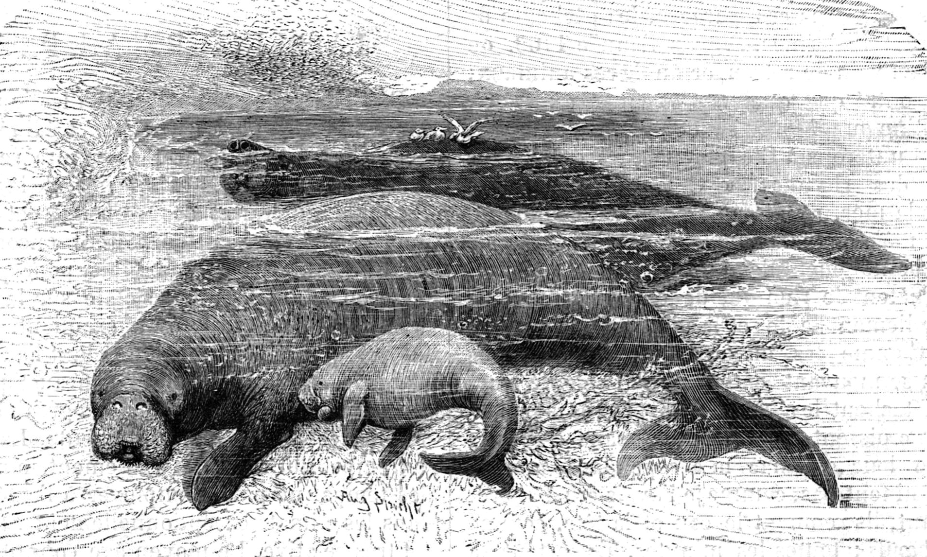 Grabado de 1898 de una vaca marina de Steller varada en la orilla, con otra al fondo entre las olas