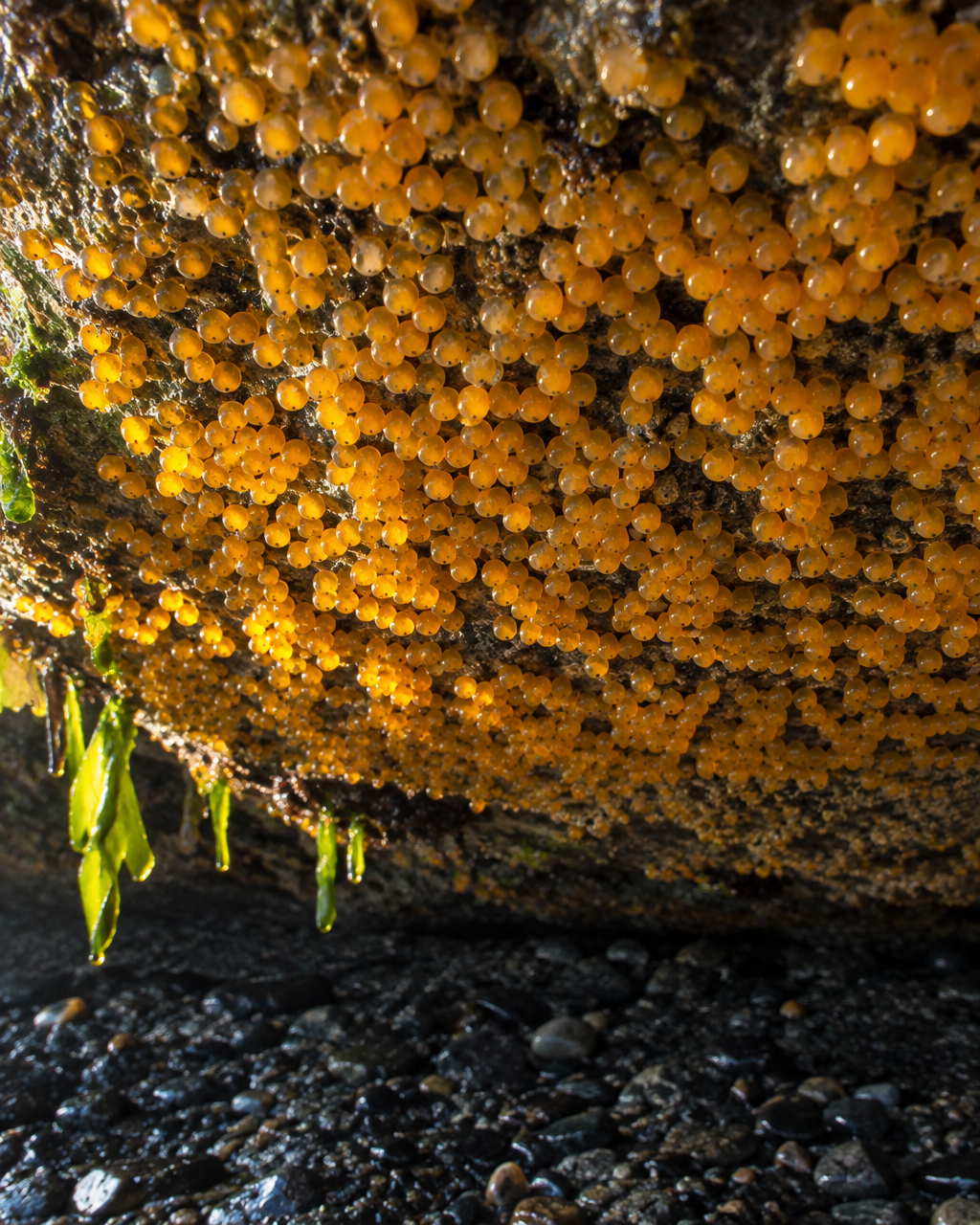 Cara inferior de una roca en la zona intermareal, cubierta de cientos de huevos redondos de color amarillo anaranjado, vista desde abajo en marea baja.