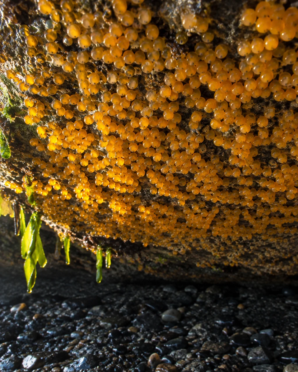 Cara inferior de una roca en la zona intermareal, cubierta de cientos de huevos redondos de color amarillo anaranjado, vista desde abajo en marea baja.