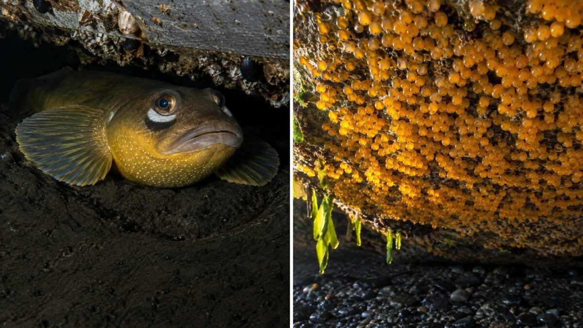 Un zumbido nocturno desveló durante años a las casas flotantes de Sausalito, y no venía de ninguna máquina