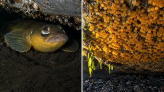Un zumbido nocturno desveló durante años a las casas flotantes de Sausalito, y no venía de ninguna máquina
