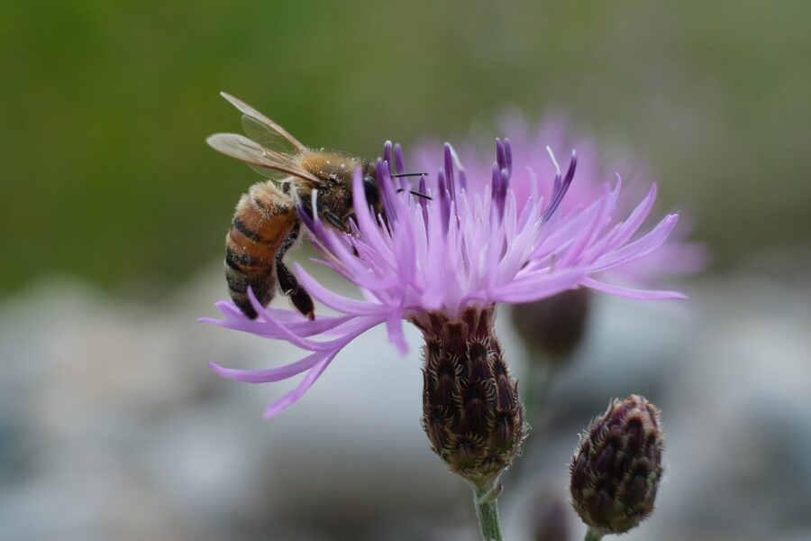 Abeja melífera posada sobre una flor morada