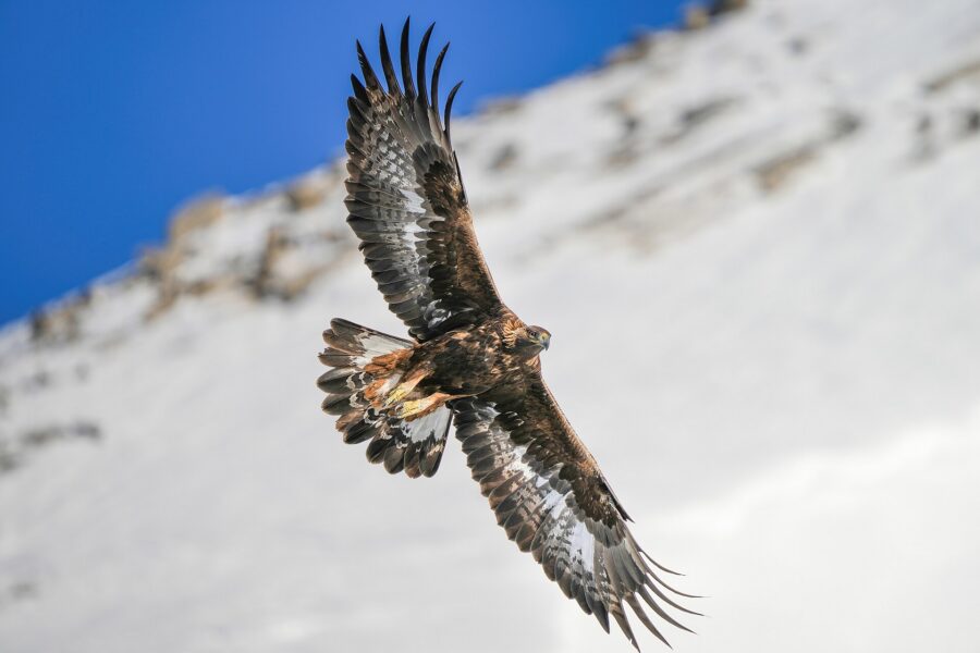 Águila real en vuelo con las alas abiertas bajo el cielo azul