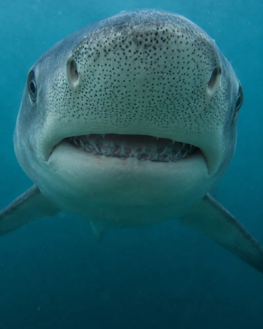 Tiburón vivo nadando de frente hacia la cámara, con la parte inferior del hocico en primer plano