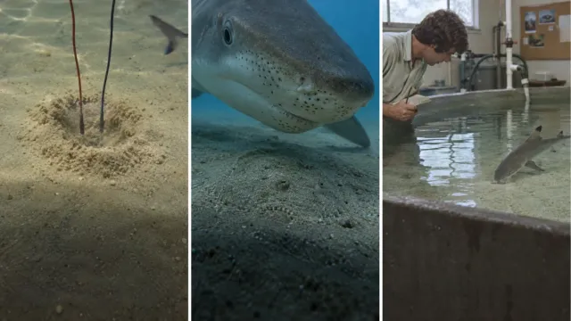 Un tiburón atacó una arena sin presa y así se resolvió un misterio de casi 300 años