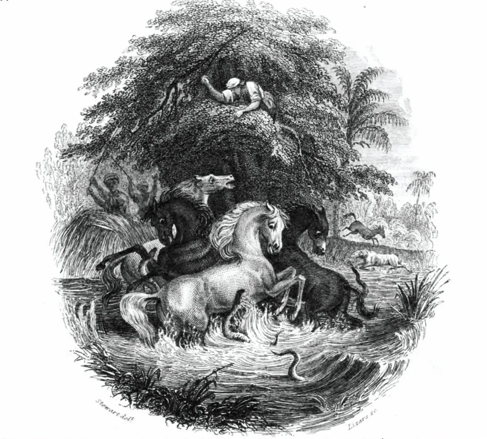 Grabado antiguo en blanco y negro con anguilas eléctricas atacando a caballos dentro de una charca