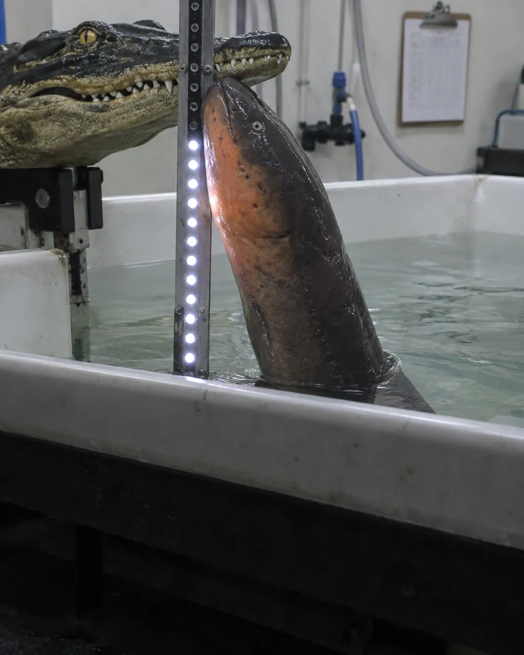 Tanque de laboratorio con agua clara poco profunda y una cabeza de aligátor de plástico montada en el borde
