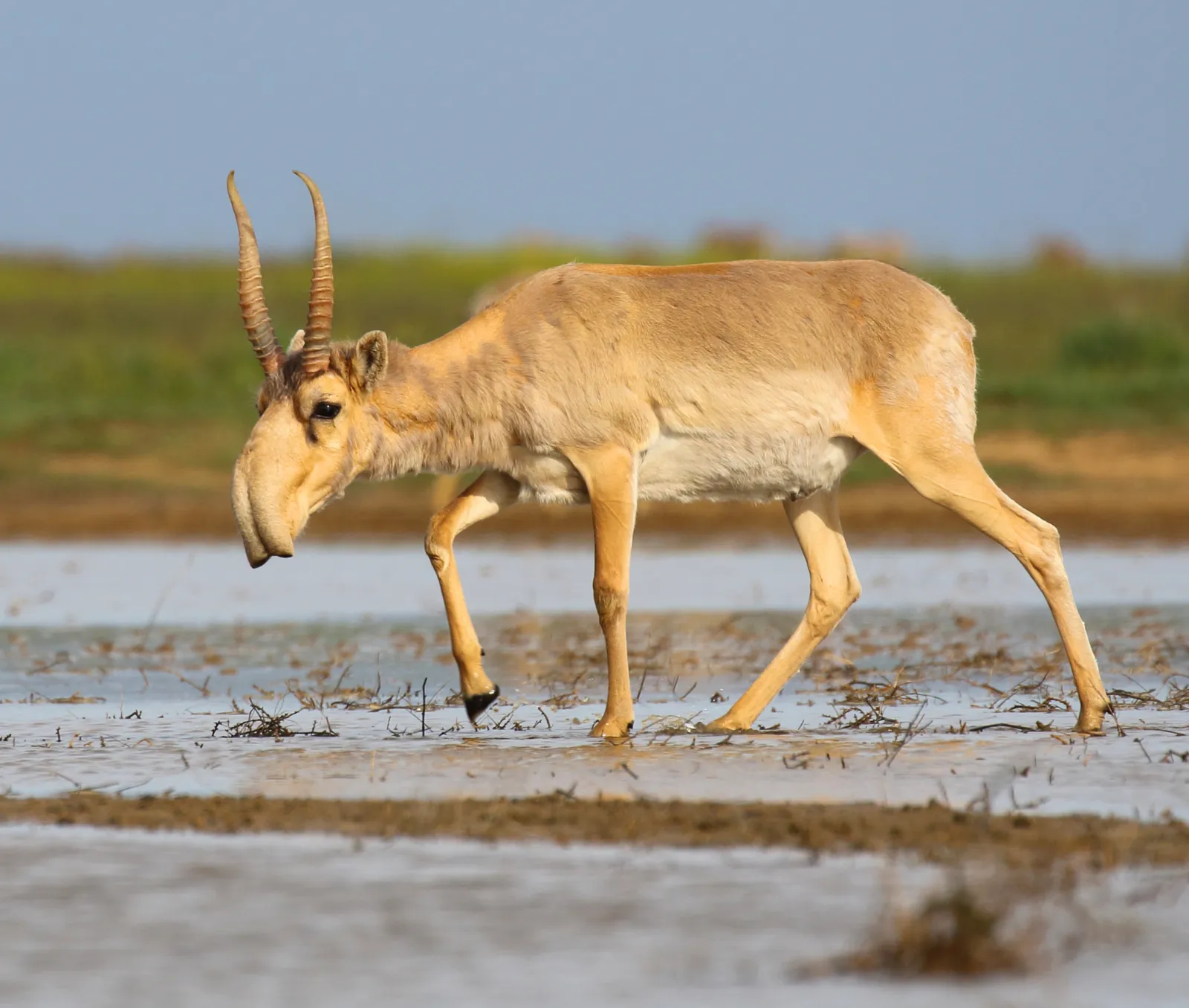 Antílope saiga con la nariz abultada característica de la especie