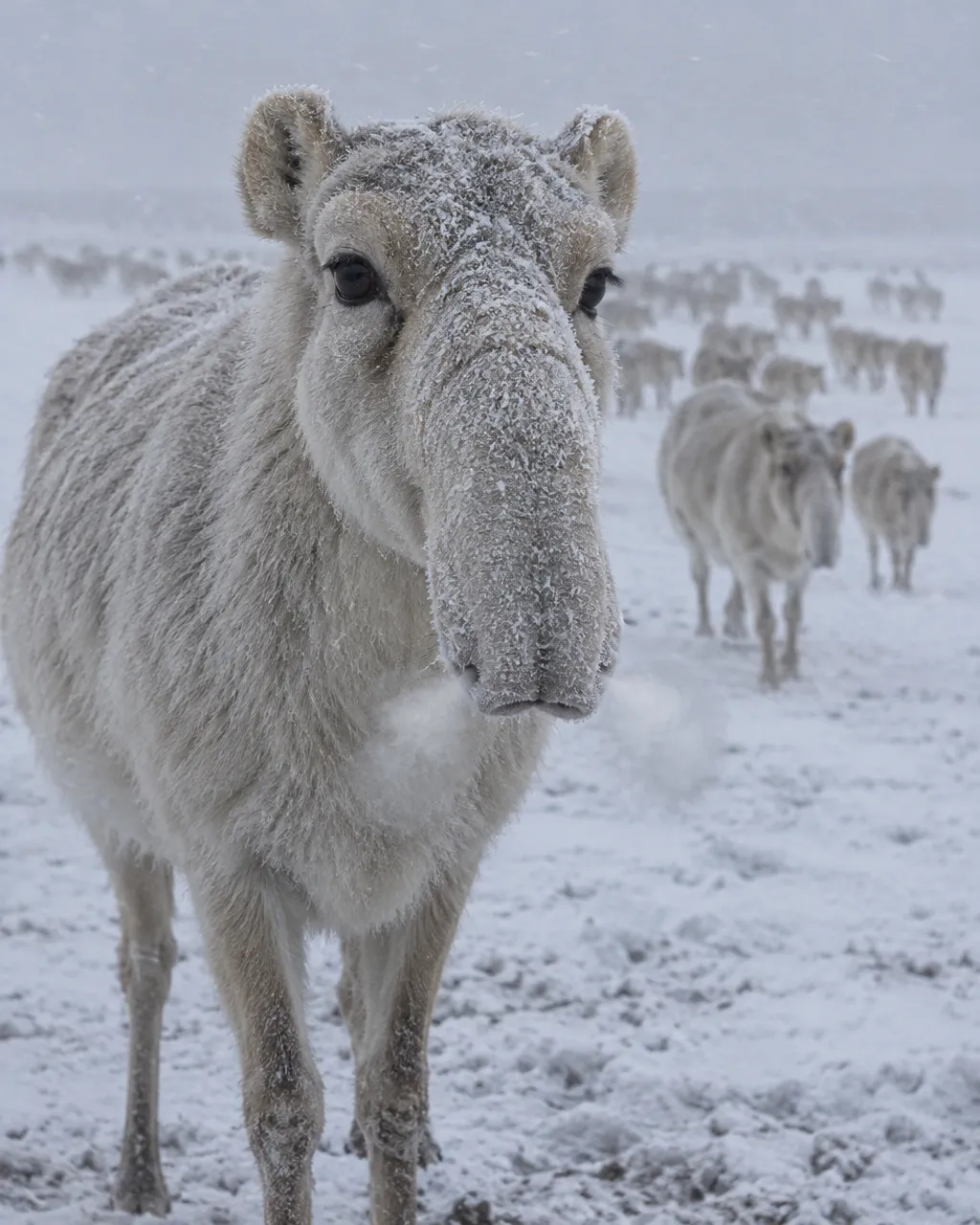 Llanura de la estepa kazaja cubierta de nieve en pleno invierno, bajo un cielo gris y con nieve que arrastra el viento