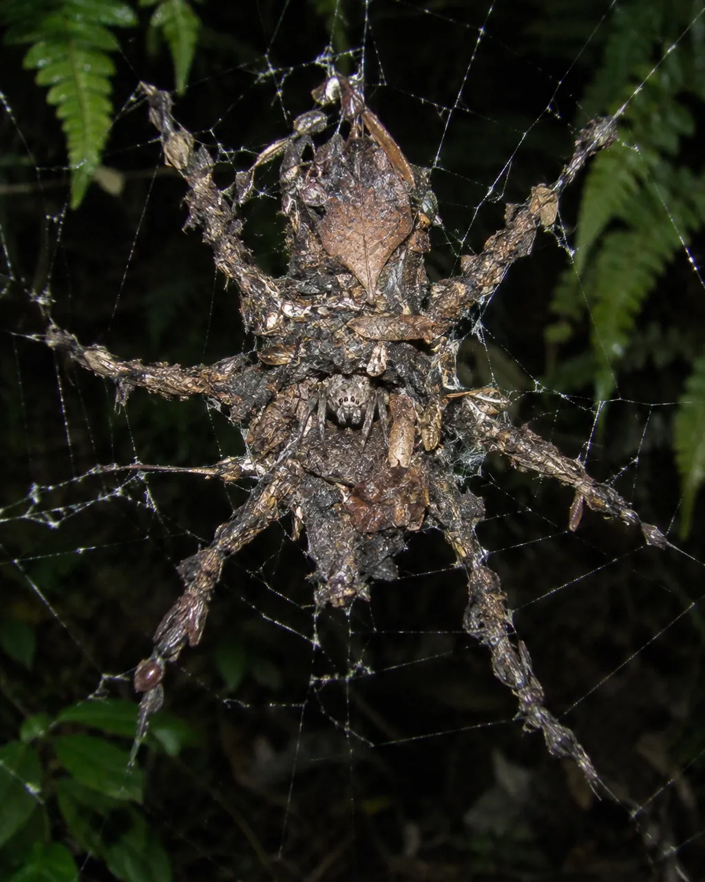 Primer plano del centro de una telaraña en un bosque tropical de montaña, con una figura en forma de araña grande hecha de restos y seda