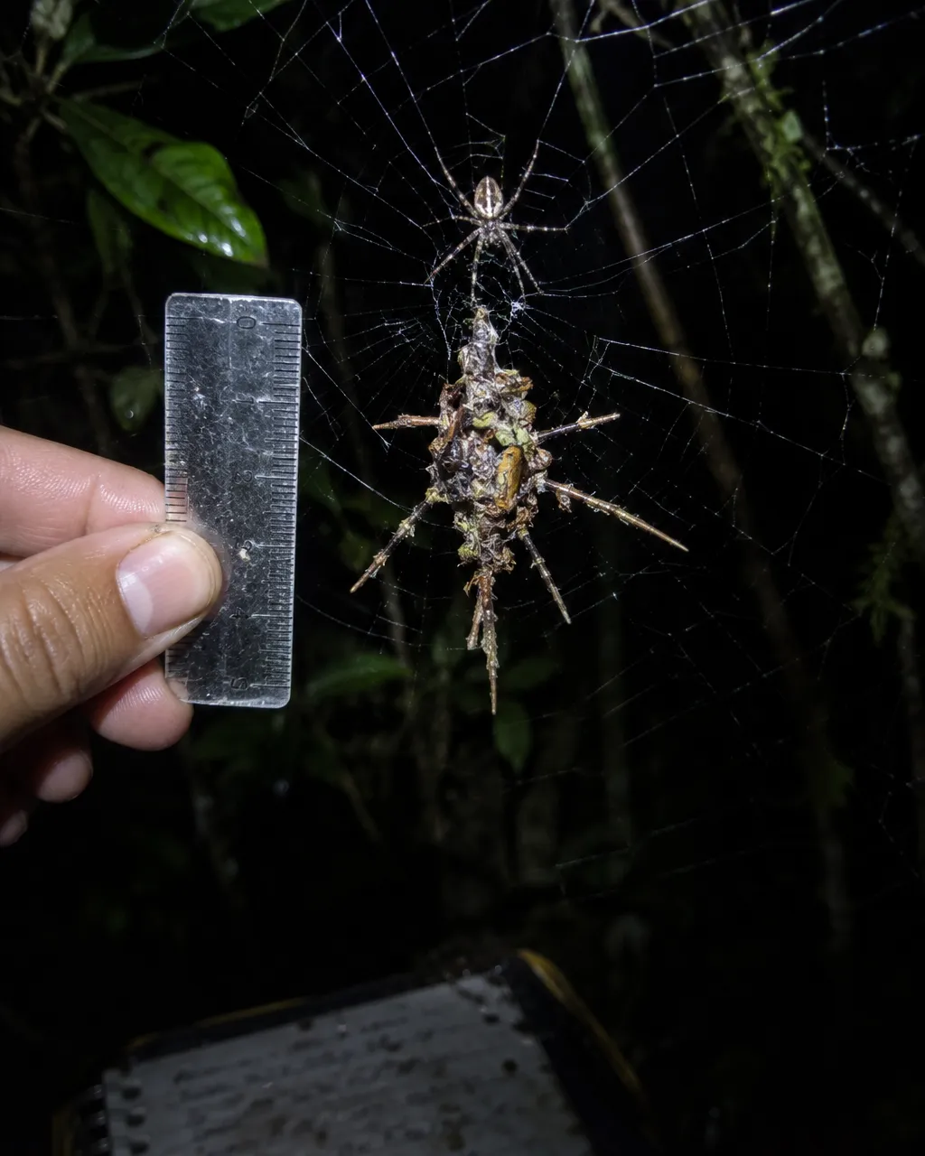 Dedos que sostienen una regla milimétrica transparente junto a una telaraña, de noche, con una figura de restos en forma de araña en el centro de la tela