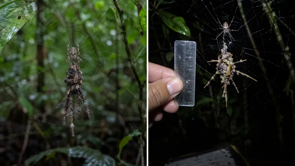 La diminuta araña que esculpe una araña falsa con los restos de sus presas