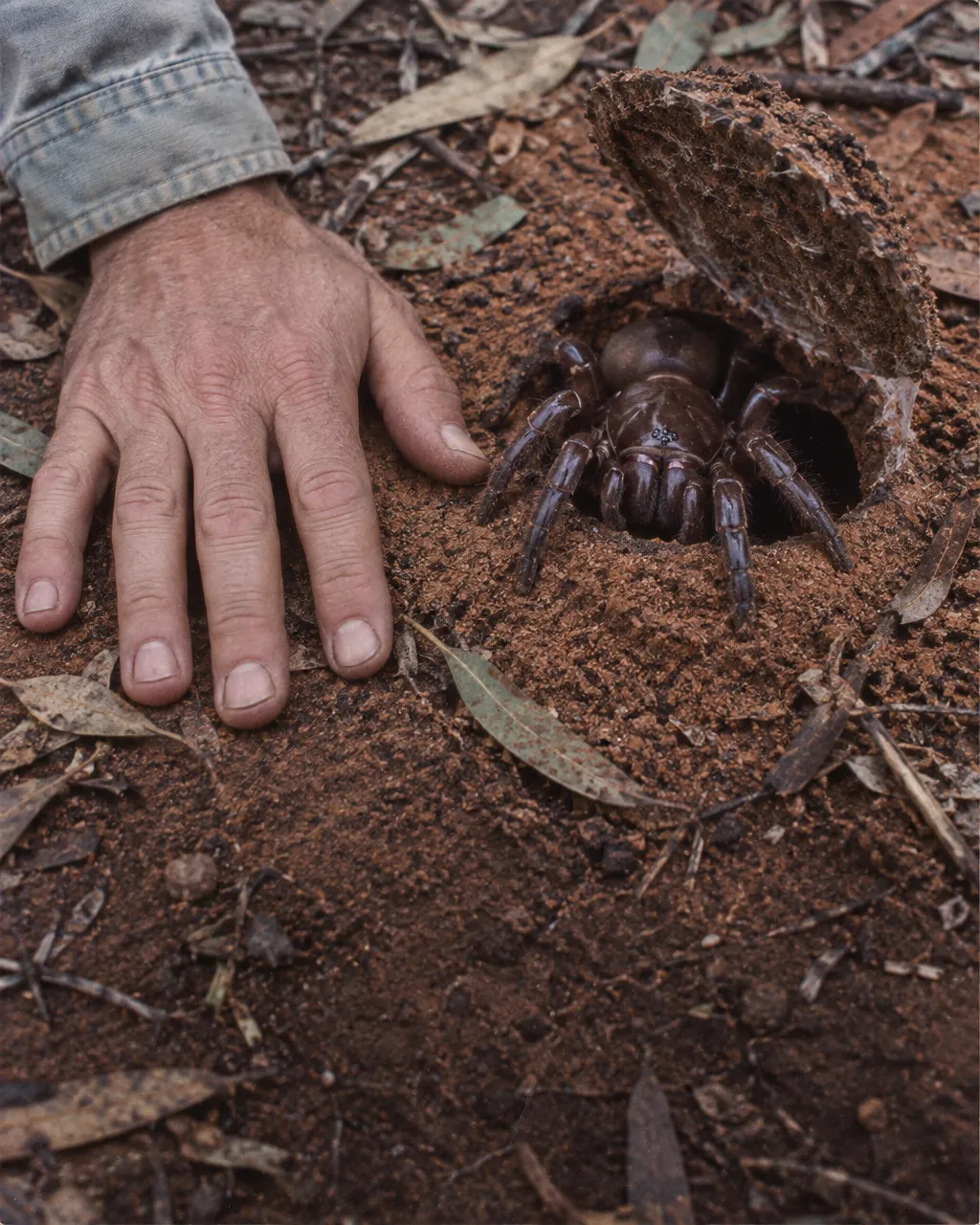 Araña de trampilla australiana, robusta y de color café oscuro, en la entrada de su madriguera sobre tierra arenosa con hojas secas de eucalipto