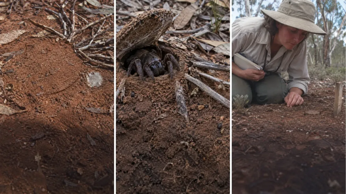 La araña que vivió 43 años sin mudarse de su madriguera