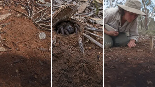 La araña que vivió 43 años sin mudarse de su madriguera