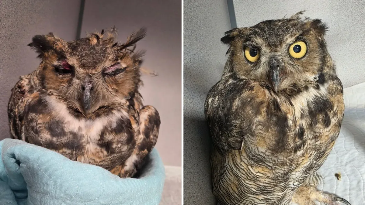 Atrapada en la parrilla de un auto, Merlin llegó con los ojos cerrados y una noche por delante