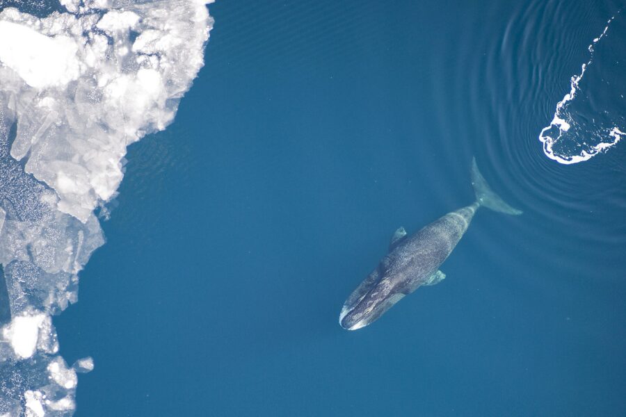 Ballena de Groenlandia vista desde el aire nadando en agua azul junto al hielo