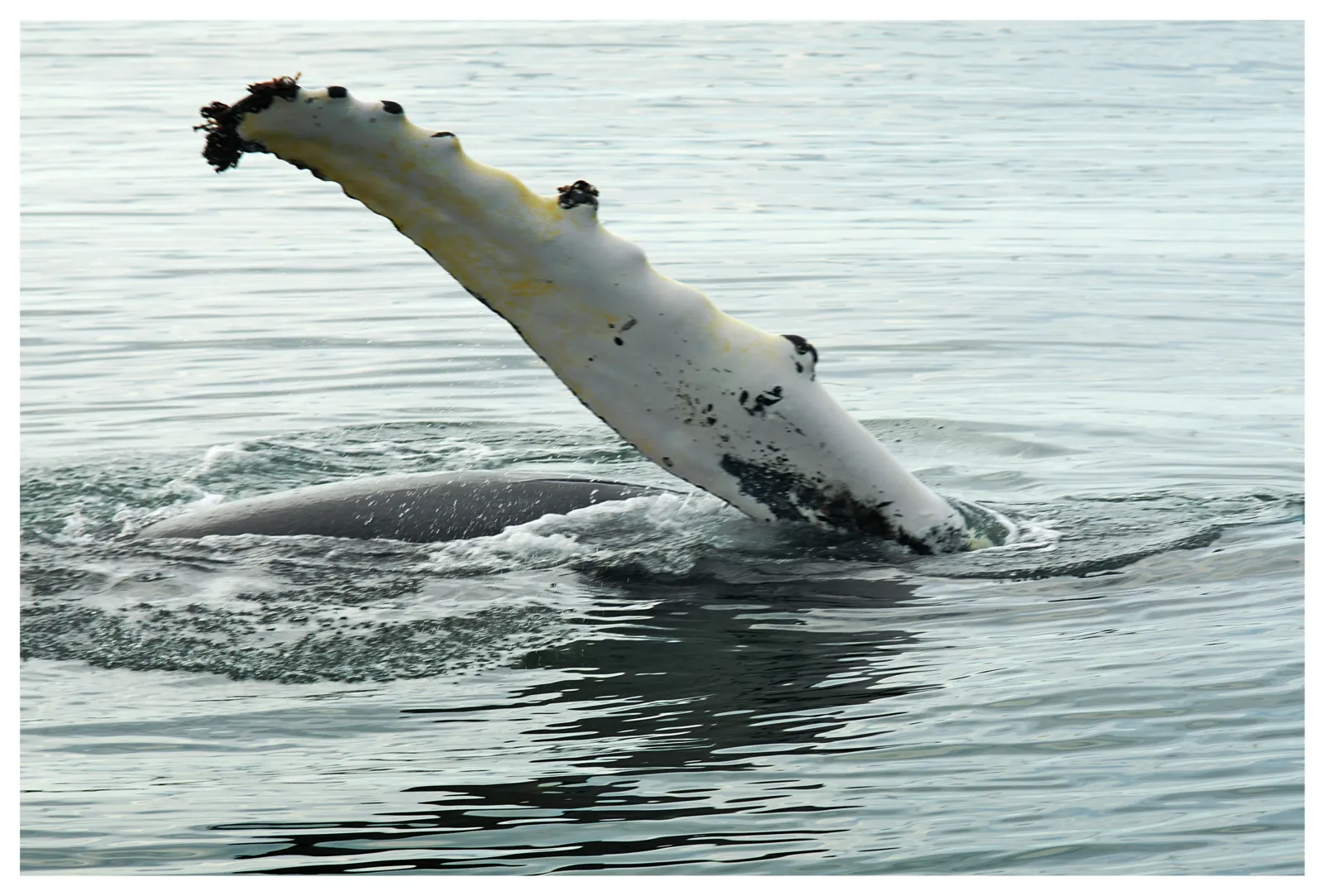 Ballena jorobada en la superficie del mar con su larga aleta pectoral blanca levantada junto a la cabeza