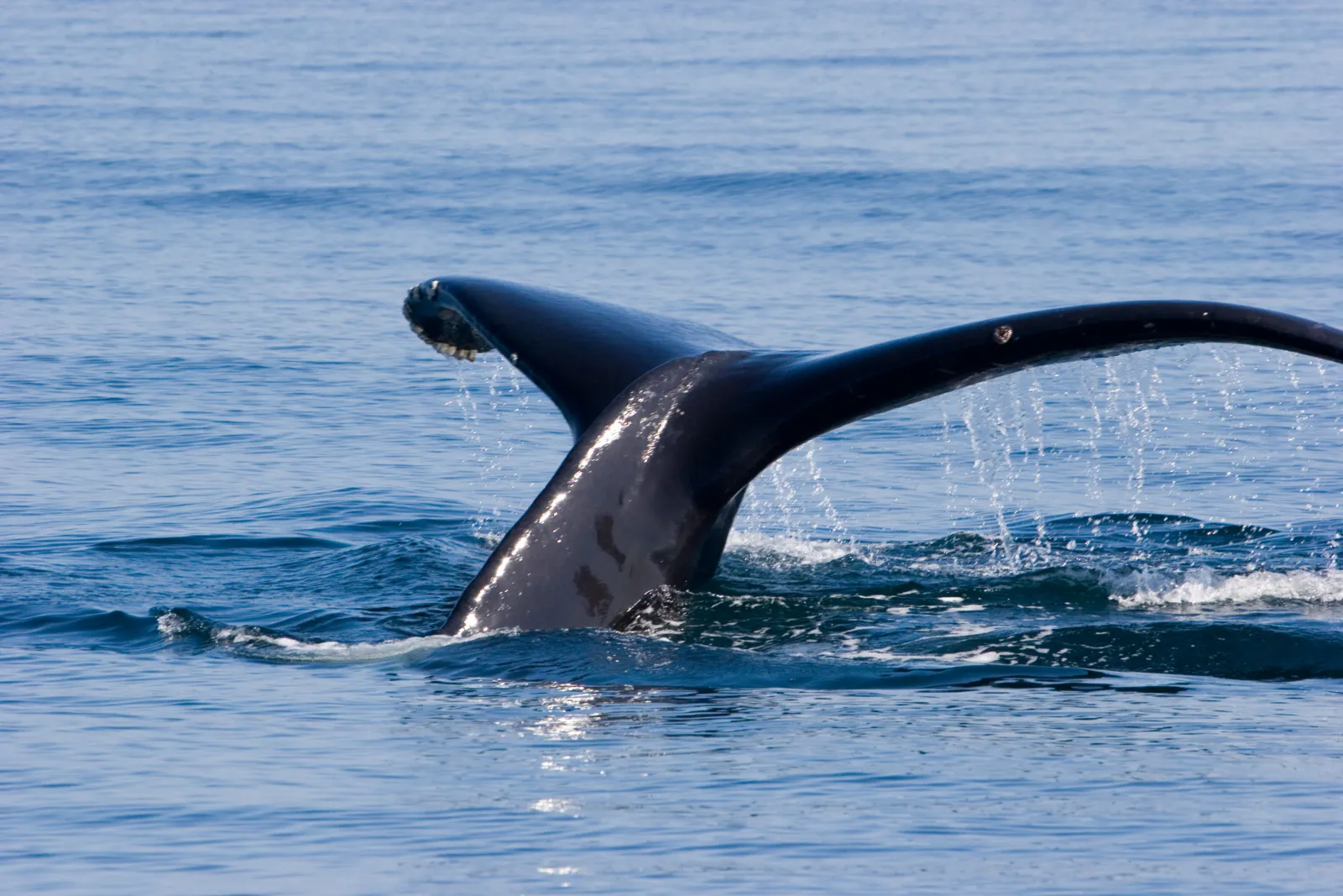 Cola de una ballena jorobada levantada fuera del agua, con agua chorreando por sus bordes