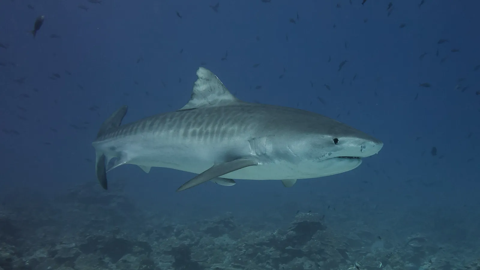 Tiburón tigre nadando bajo el agua sobre un arrecife