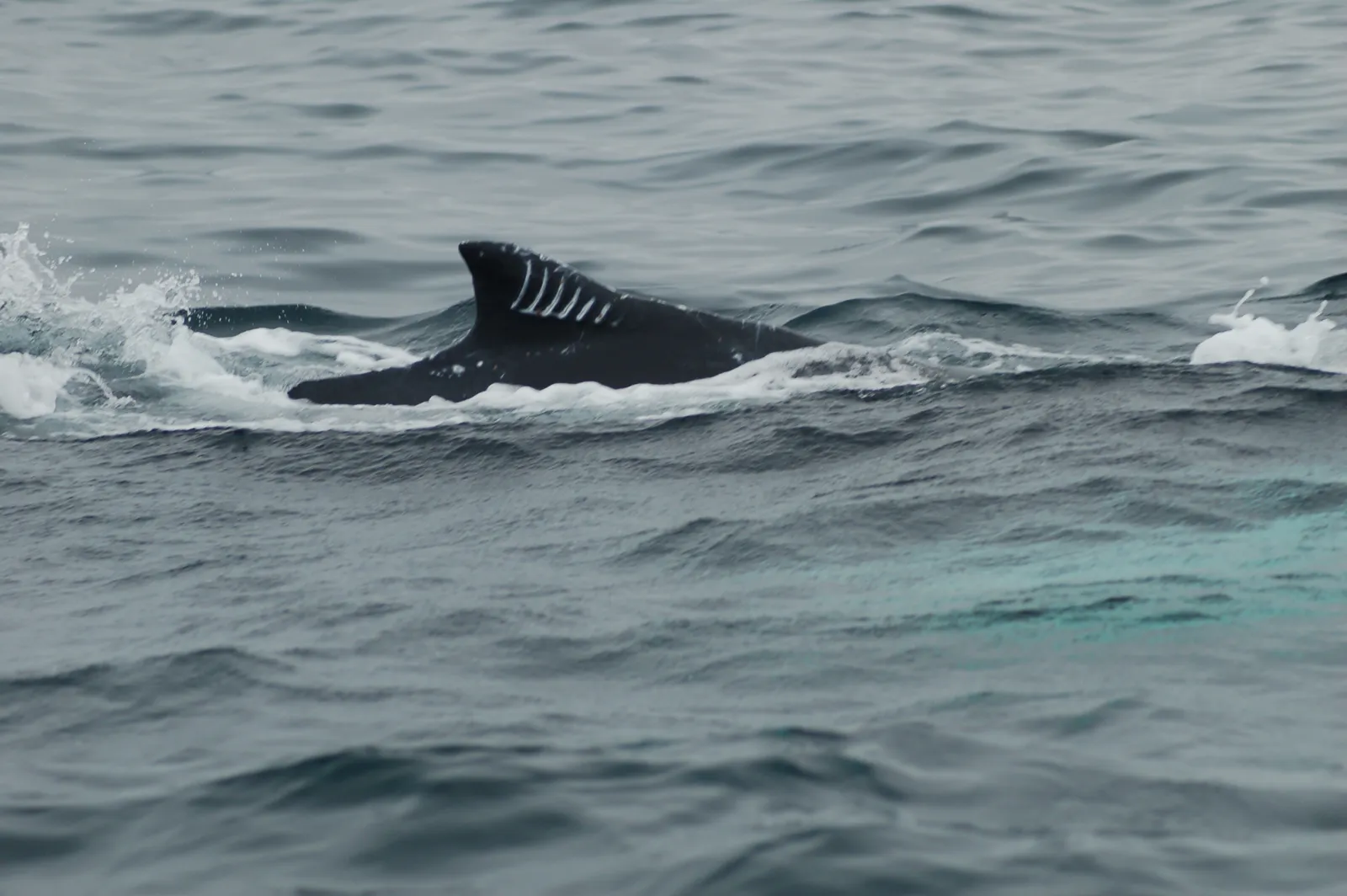 Lomo de una ballena jorobada adulta en la superficie, con marcas de dientes cicatrizadas en la aleta dorsal