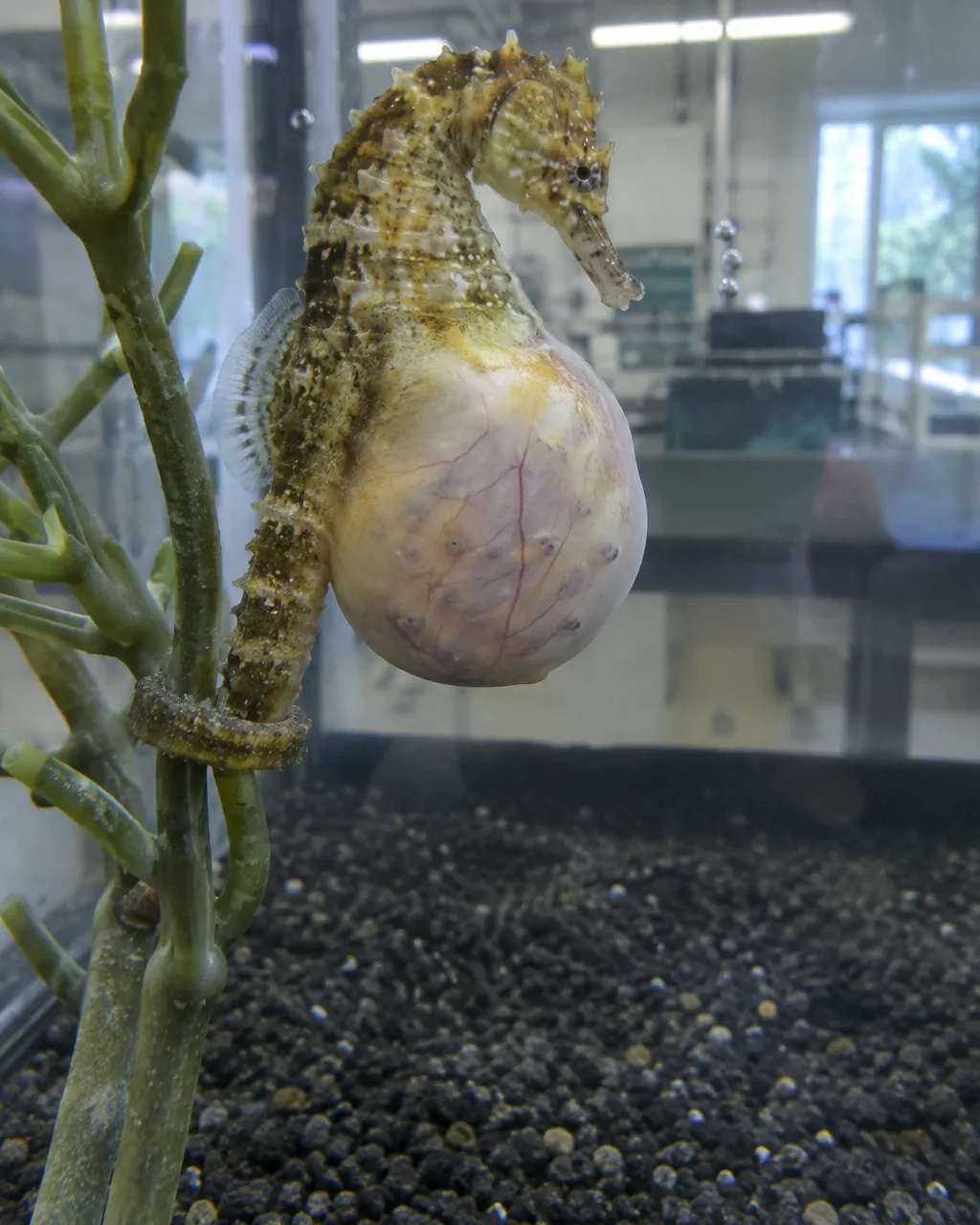 Caballito de mar macho con la bolsa ventral muy abultada, sujeto con la cola a un soporte de plástico dentro de un acuario de laboratorio