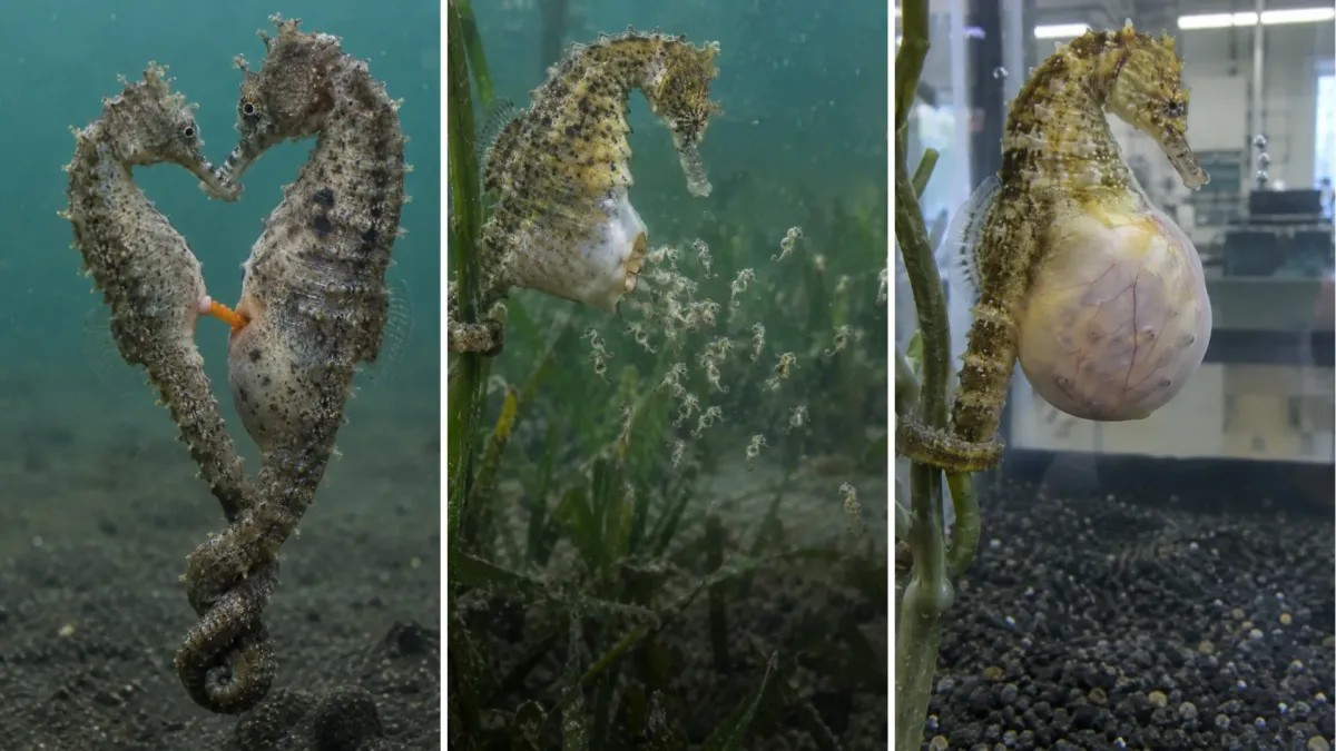 Aquí es el padre quien da a luz: lo que la ciencia encontró dentro del caballito de mar