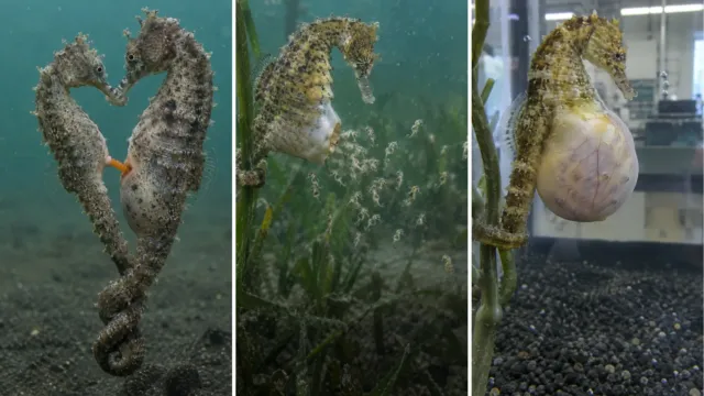 Aquí es el padre quien da a luz: lo que la ciencia encontró dentro del caballito de mar