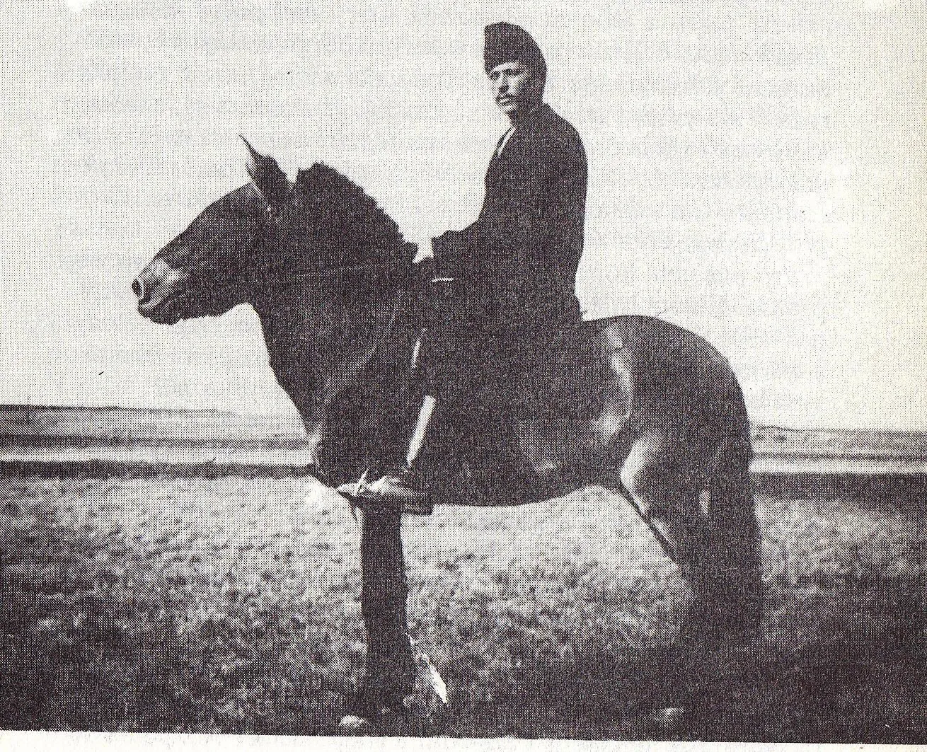 Caballo de Przewalski, o takhi
