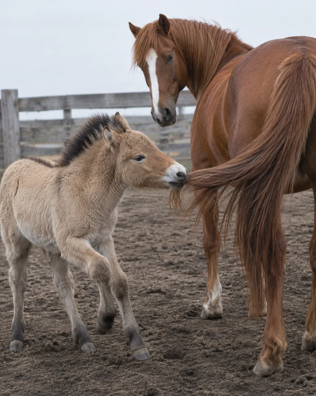 Potro de caballo de Przewalski de pocas semanas, lanudo y de crin parada, mordisqueando la cola larga de una yegua doméstica alta en un potrero bajo luz nublada