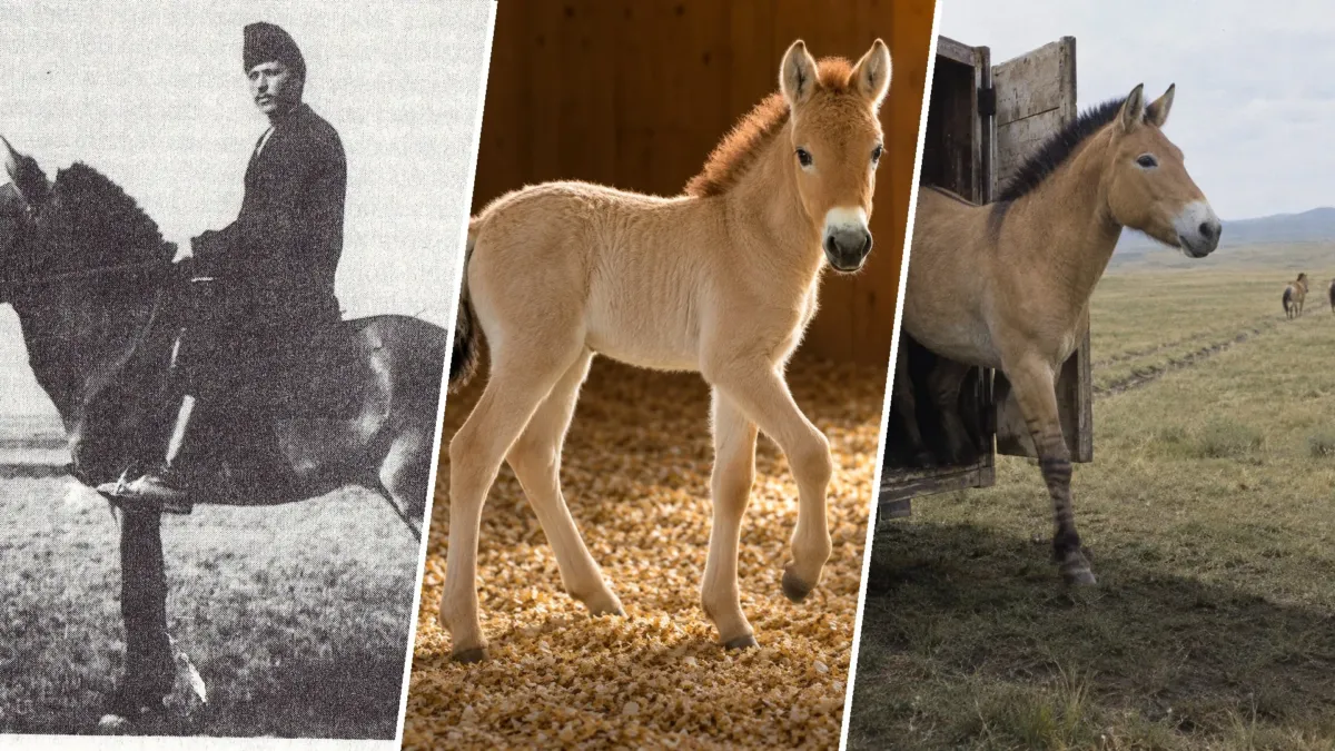 El caballo de Przewalski desapareció de la naturaleza. Hoy vuelve a galopar en Mongolia
