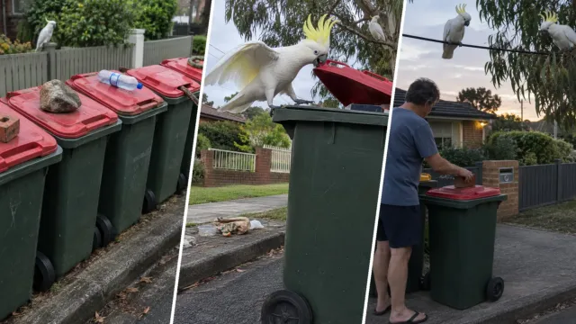 Las cacatúas de Sídney aprendieron a abrir la basura, y la idea viajó de barrio en barrio
