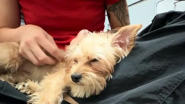 Una cachorra cubierta de abrojos saltó a su auto en Florida, y nadie sabía de dónde venía