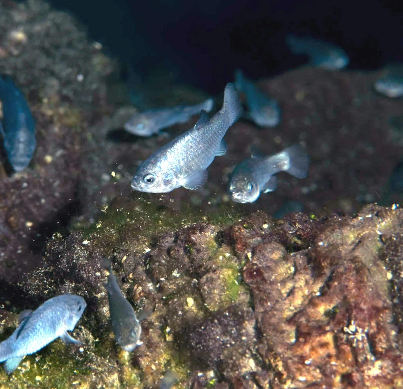 Varios cachorritos de Devils Hole plateados y azulados nadan en grupo cerca de la roca de la poza