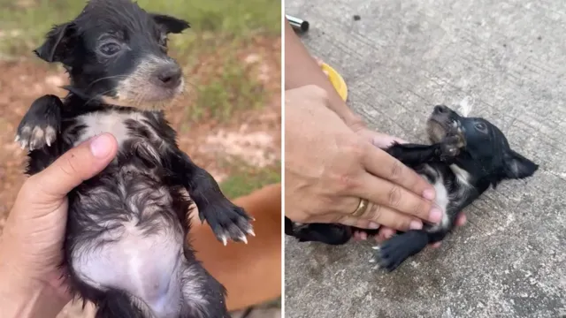 Parecía un pez en medio del lago: era un cachorro que se ahogaba en Tailandia