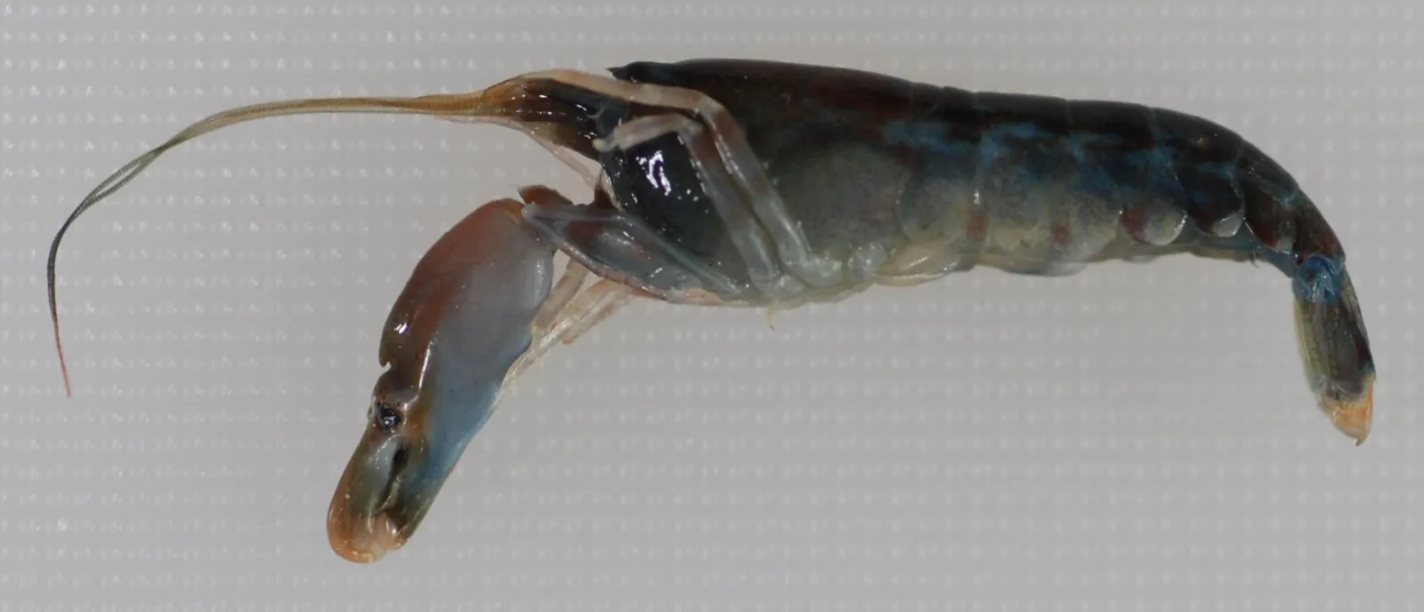 Ejemplar de camarón pistola de la especie Alpheus heterochaelis fotografiado de cerca