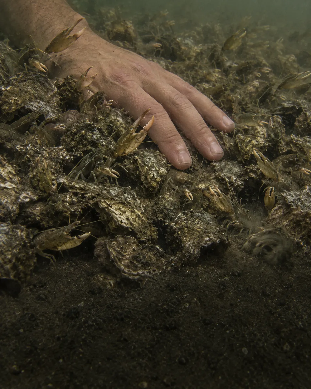 Mano de un buzo apoyada sobre un arrecife de conchas de ostra y arena fangosa, en agua verdosa y turbia de poca profundidad
