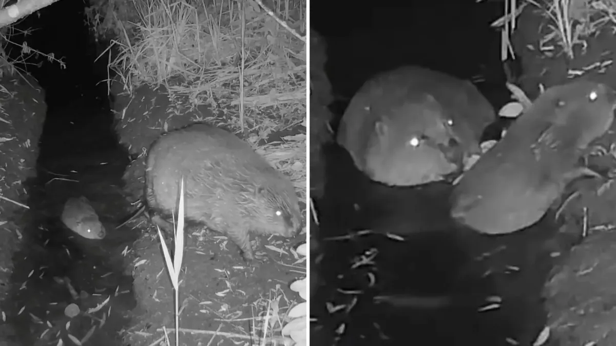 Nadie sabe cómo llegaron dos castores a un río de Norfolk. Una cámara nocturna reveló su secreto
