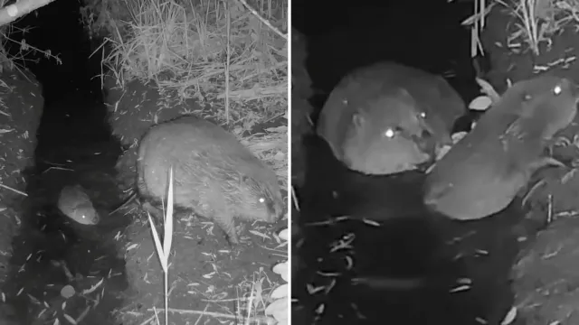 Nadie sabe cómo llegaron dos castores a un río de Norfolk. Una cámara nocturna reveló su secreto