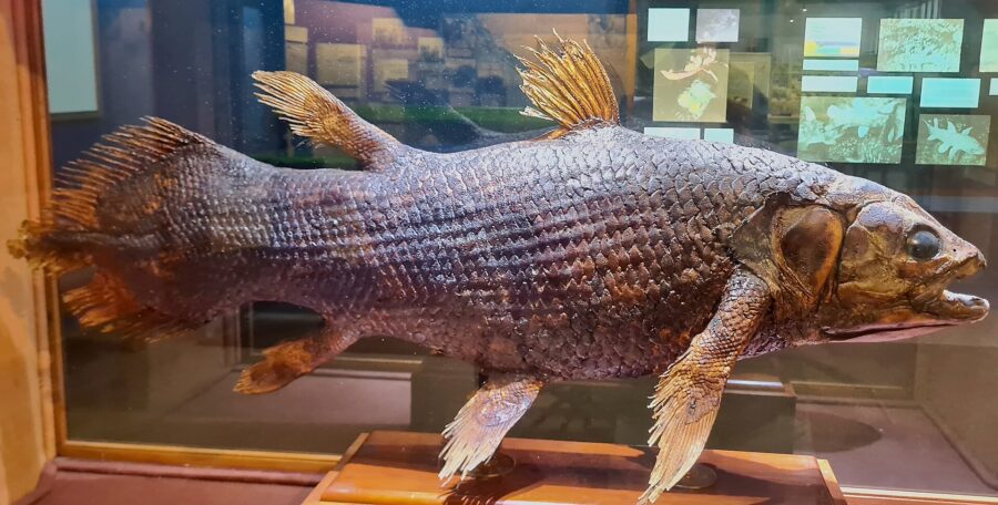 Celacanto conservado en una vitrina de museo