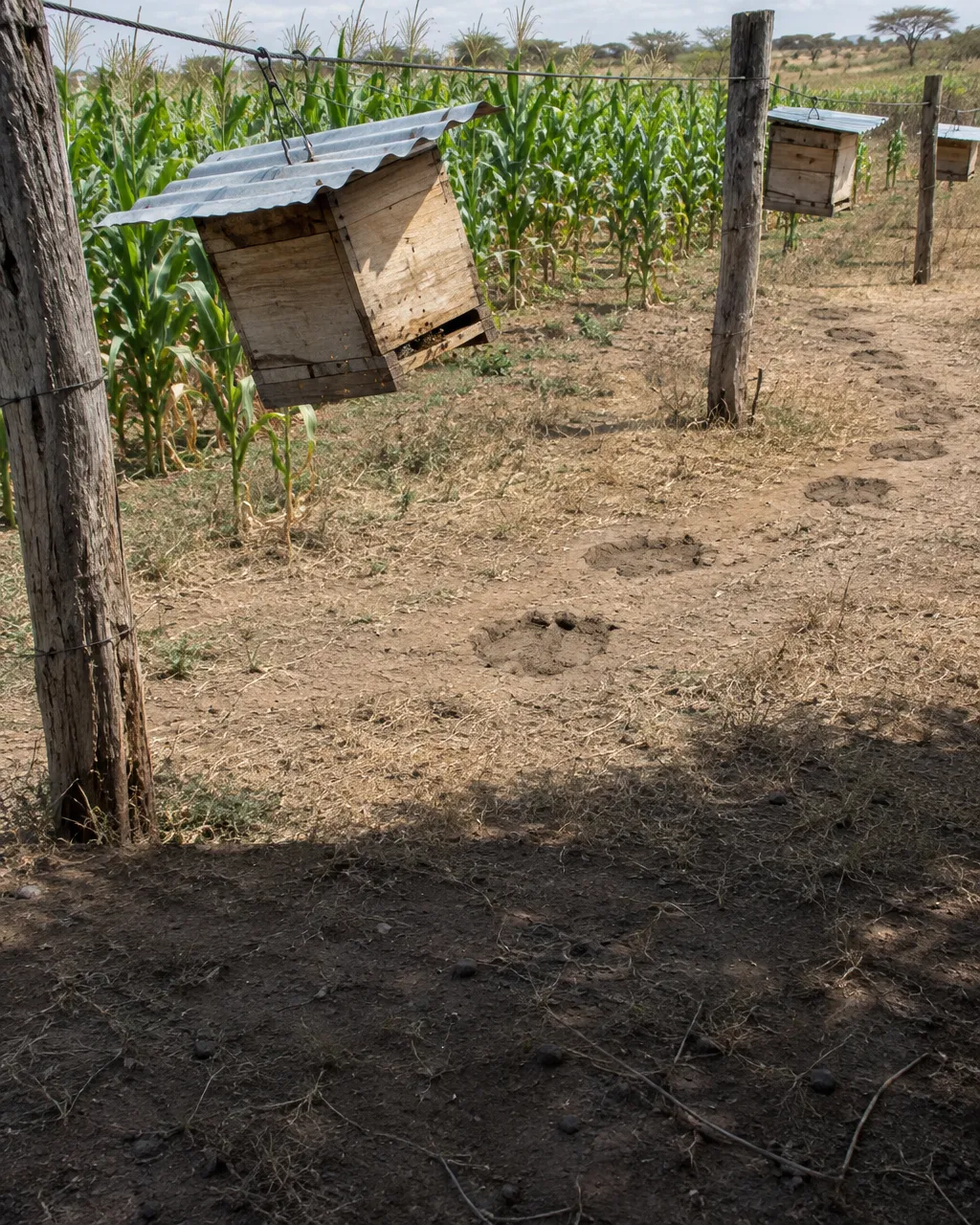 Cerca de alambre tendida entre postes de madera rústica, con colmenas de caja colgadas bajo pequeños techos de lámina, al borde de un cultivo familiar en la sabana seca de Kenia.