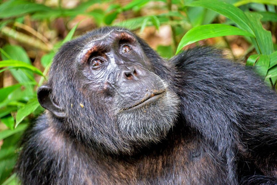 Chimpancé adulto mirando hacia arriba entre la vegetación