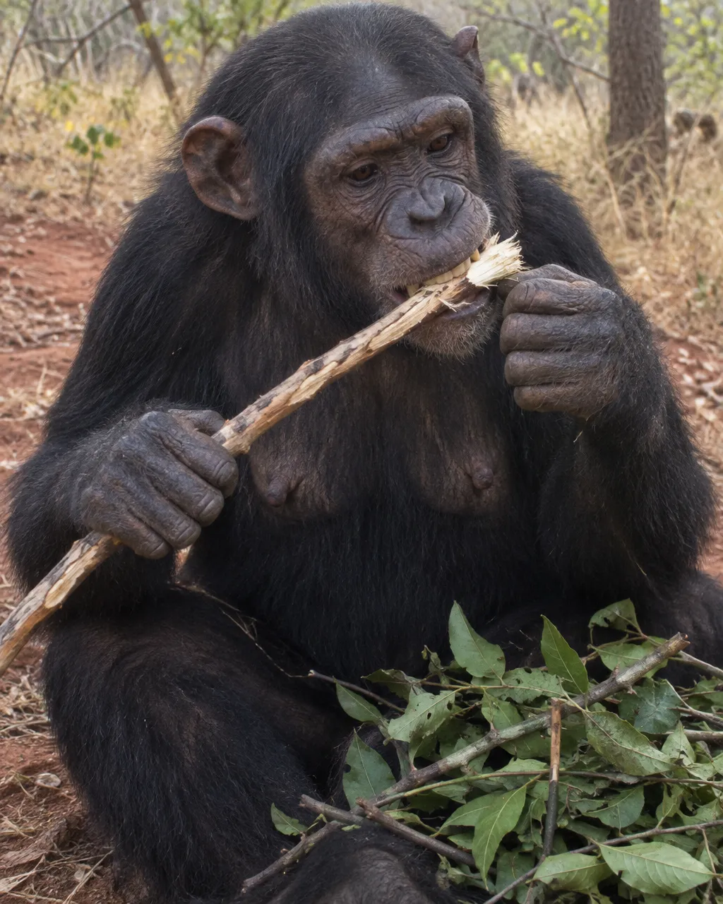 Primer plano de una chimpancé adulta sentada en el suelo rojizo de la sabana, mordiendo la punta de una rama sin hojas