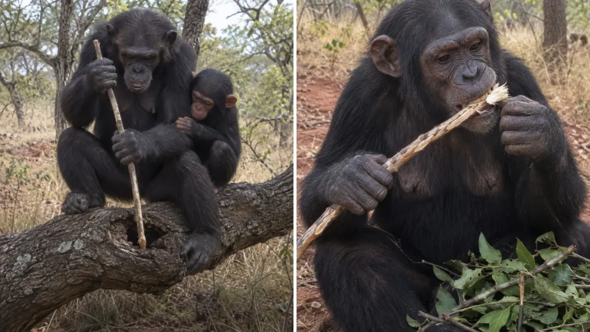 En una sabana de Senegal hay chimpancés que afilan lanzas con los dientes para cazar