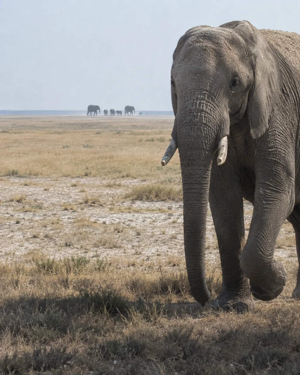 Elefante africano adulto en primer plano, detenido a mitad de paso en una llanura seca, con las enormes orejas pegadas a la cabeza