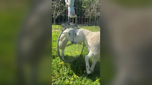 Un cordero rescatado se ve por primera vez en un espejo: ¿sabe que es él?