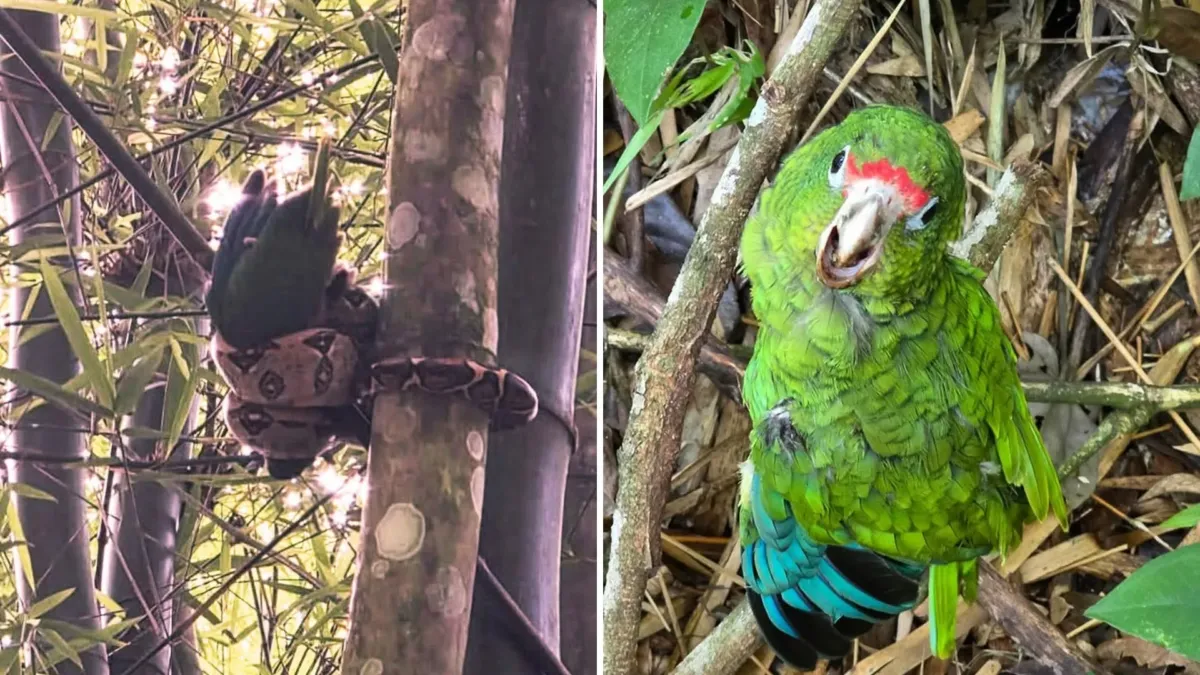 Los gritos de una bandada y un pichón de cotorra atrapado por una boa invasora